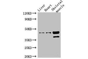 Western Blot Positive WB detected in: Mouse liver tissue, Mouse heart tissue, Mouse skeletal muscle tissue All lanes: ACAD8 antibody at 3 μg/mL Secondary Goat polyclonal to rabbit IgG at 1/50000 dilution Predicted band size: 46, 32, 39 kDa Observed band size: 46, 39 kDa (Acad8 antibody  (AA 201-415))