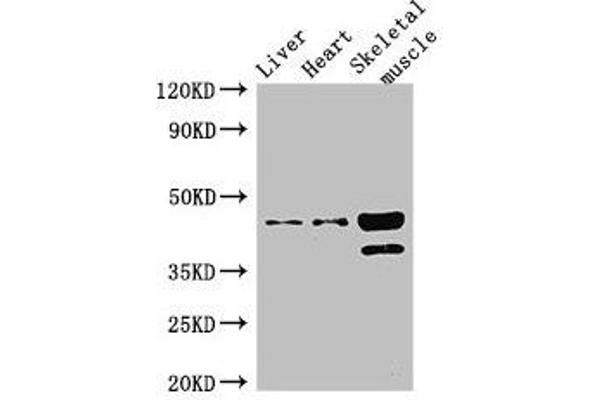 Acad8 anticorps  (AA 201-415)