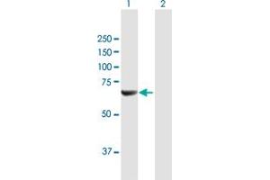 Western Blot analysis of NMT2 expression in transfected 293T cell line by NMT2 MaxPab polyclonal antibody. (NMT2 antibody  (AA 1-498))