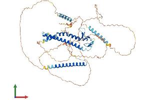 AlphaFold protein structure predicition of Human Recombinant MLPH Protein, UniprotID Q9BV36 (Melanophilin Protein (MLPH) (AA 1-600) (His tag))