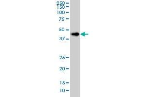 LASS6 monoclonal antibody (M01), clone 5H7 Western Blot analysis of LASS6 expression in HeLa . (CERS6 antibody  (AA 62-131))