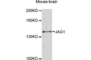 Western blot analysis of extracts of mouse brain, using JAG1 antibody (ABIN6291336) at 1:3000 dilution. (JAG1 antibody)