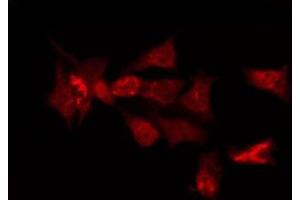 OR6C3 antibody  (C-Term)