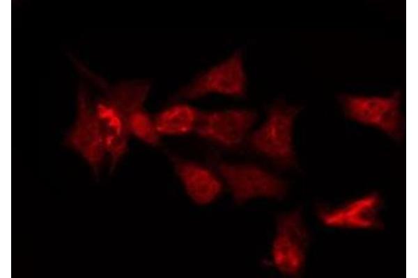 OR6C3 antibody  (C-Term)