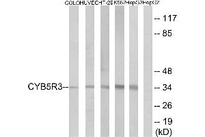 Immunohistochemistry analysis of paraffin-embedded human placenta tissue using CYB5R3 antibody.
