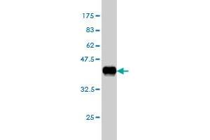 Western Blot detection against Immunogen (38.