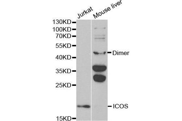 ICOS anticorps  (AA 21-140)