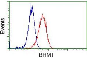 Flow cytometric Analysis of Hela cells, using anti-BHMT antibody (ABIN2452808), (Red), compared to a nonspecific negative control antibody (TA50011), (Blue). (BHMT antibody)