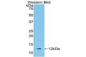 Western Blotting (WB) image for anti-Chemokine (C-C Motif) Ligand 5 (CCL5) (AA 24-91) antibody (ABIN3209289) (CCL5 antibody  (AA 24-91))