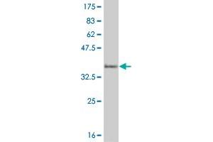 Western Blot detection against Immunogen (33. (HEYL antibody  (AA 1-70))