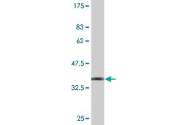 ZNF192 antibody  (AA 1-90)