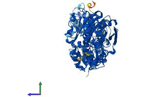 Protein Structure (PS) image for Epoxide Hydrolase 2, Cytoplasmic (EPHX2) (AA 1-555) protein (His tag) (ABIN7554137)