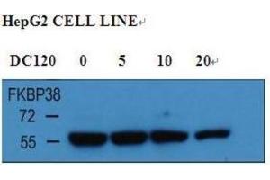 Western Blotting (WB) image for anti-FK506 Binding Protein 8, 38kDa (FKBP8) antibody (ABIN3002504)