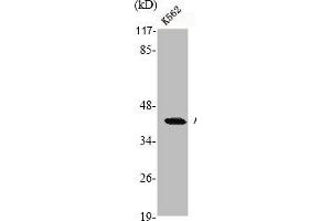 Western Blot analysis of K562 cells using Actin Polyclonal Antibody (ACTB/POTEKP/ACTG1 (C-Term) antibody)