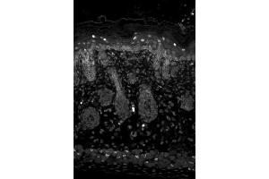Kir2 Mouse backskin. (KCNJ2 antibody  (AA 41-64))