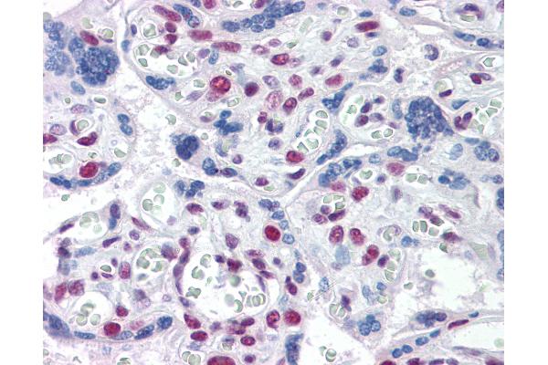 TOPORS antibody  (AA 98-206)