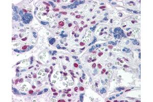 Anti-TOPORS antibody IHC of human placenta. (TOPORS antibody  (AA 98-206))