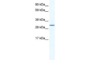 Western Blotting (WB) image for anti-Spi-C Transcription Factor (Spi-1/PU.1 Related) (SPIC) antibody (ABIN2461611) (SPIC antibody)