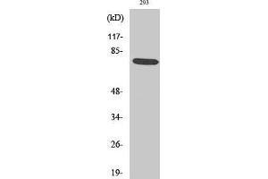 Western Blot (WB) analysis of 293 cells using Phospho-LIMK-1 (T508) Polyclonal Antibody. (LIM Domain Kinase 1 antibody  (pThr508))