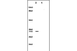 Lane 1: rat brain lysates Lane 2: rat heart lysates probed with Anti- SFRP1 Polyclonal Antibody, Unconjugated (ABIN674694) at 1:200 in 4C. (SFRP1 antibody  (AA 201-314))