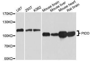 Western blot analysis of extracts of various cell lines, using PIDD antibody.