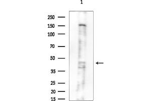Western blot analysis of lysates from Mouse testis, using Cytochrome P450 2C8 Antibody at 1/1000 dilution.