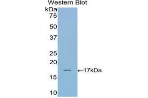 Western Blotting (WB) image for anti-Ribonuclease, RNase A Family, 1 (Pancreatic) (RNASE1) (AA 31-150) antibody (ABIN1172716)