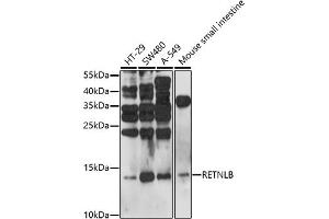 Western blot analysis of extracts of various cell lines, using RETNLB antibody (ABIN7269919) at 1:1000 dilution.