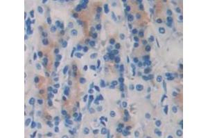 Figure. (Trefoil Factor 2 antibody  (AA 27-129))