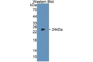 Figure. (Ninein antibody  (AA 1-153))