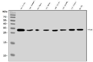Western blot analysis of FADD using anti-FADD antibody (ABIN7602804). (FADD antibody  (C-Term))