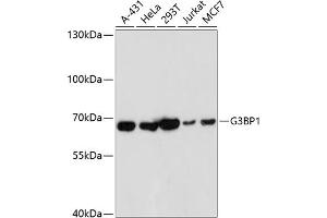 Western blot analysis of extracts of various cell lines, using G3BP1 antibody (ABIN7267528) at 1:1000 dilution. (G3BP1 antibody  (AA 131-330))