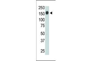 Western Blotting (WB) image for anti-Protein tyrosine Phosphatase, Receptor Type, C (PTPRC) (AA 1245-1275), (C-Term) antibody (ABIN5533903)