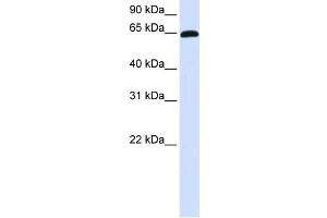 WB Suggested Anti-ZNF37A Antibody Titration:  0.