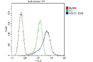 Flow Cytometry analysis of U20S cells using anti-WWOX antibody (ABIN6719627). (WWOX antibody  (AA 1-245))