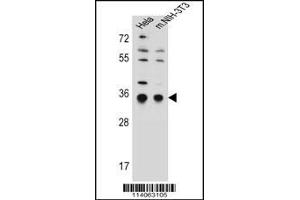 Western blot analysis in Hela,mouse NIH-3T3 cell line lysates (35ug/lane).