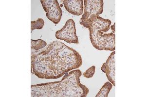 Immunohistochemical analysis of C on paraffin-embedded Human placenta tissue. (Prolactin antibody  (AA 48-76))