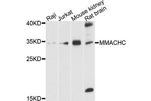Western blot analysis of extracts of various cell lines, using MMACHC antibody. (MMACHC antibody)