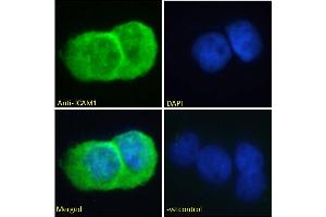 ABIN2613438 Immunofluorescence analysis of paraformaldehyde fixed A431 cells, permeabilized with 0. (ICAM1 antibody  (AA 313-327))