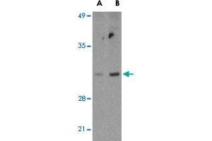 Western blot analysis of BCL2L14 in U-937 cell lysates with BCL2L14 polyclonal antibody  at (A) 2.