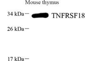 Western blot analysis of GITR (ABIN7076068),at dilution of 1: 1000,Lane 1: Mouse thymus tissue lysate (TNFRSF18 antibody)