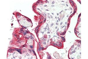 Anti-VOPP1 / ECOP antibody IHC staining of human placenta. (VOPP1 antibody  (HRP))