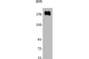Western Blot analysis of various cells using CUX1 Polyclonal Antibody (CUX1 antibody  (N-Term))