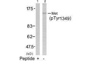 Western blot analysis of extracts from HepG2 cells using Met(Phospho-Tyr1349) Antibody(Lane 2) and the same antibody preincubated with blocking peptide(Lane1). (c-MET antibody  (pTyr1349))