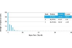Protein Array (PAr) image for anti-Aldehyde Dehydrogenase 1 Family, Member L1 (ALDH1L1) antibody (ABIN7456338) (ALDH1L1 antibody)