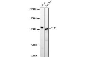 Western blot analysis of extracts of various cell lines, using TLR3 antibody (ABIN6130066, ABIN6149219, ABIN6149220 and ABIN6215465) at 1:500 dilution. (TLR3 antibody  (AA 464-647))