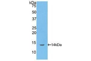 Detection of Recombinant INHbB, Rat using Polyclonal Antibody to Inhibin Beta B (INHbB) (INHBB antibody  (AA 297-411))