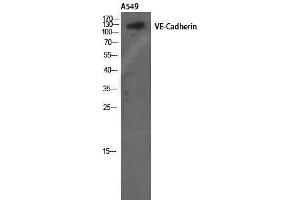 Western Blotting (WB) image for anti-Cadherin 5 (CDH5) (Ser225) antibody (ABIN3187462) (Cadherin 5 antibody  (Ser225))