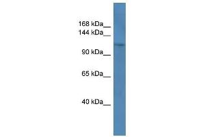 Western Blot showing COL1A1 antibody used at a concentration of 1-2 ug/ml to detect its target protein. (COL1A1 antibody  (C-Term))