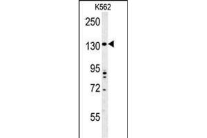 TMEM132D Antibody (C-term) (ABIN653969 and ABIN2843919) western blot analysis in K562 cell line lysates (35 μg/lane). (TMEM132D antibody  (C-Term))
